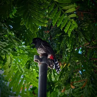 Red-Vented Bulbul hanging out in the outdoor seating area.