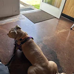 Accommodated for the dog!