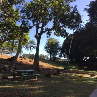 Benches and shady trees