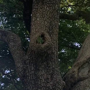 Wild and free parrot. More in the trees around