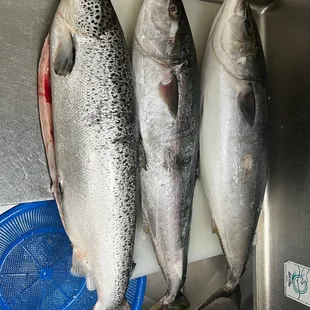 Fresh Salmon and Yellowtail