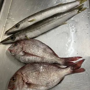 Barracuda and Kasugo.... Baby Beauties