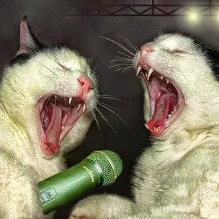 Cat K.