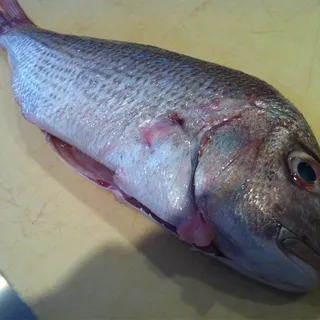 Snapper