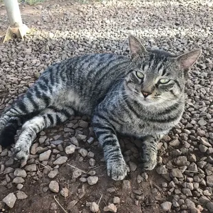 The local cat is super sweet!