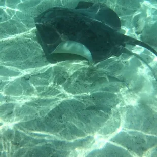 We got to swim by the sting ray!!!! Love this company!!!