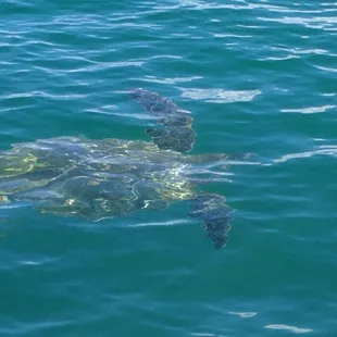 Turtles... Everywhere!