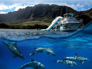 Dolphins and You