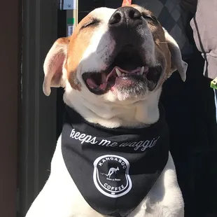 a dog wearing a bandana