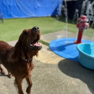 a dog standing in front of a water fountain