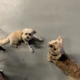 Dog park