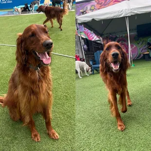 Magnus left and Murphy on the right. Another great day at Kanine Social.