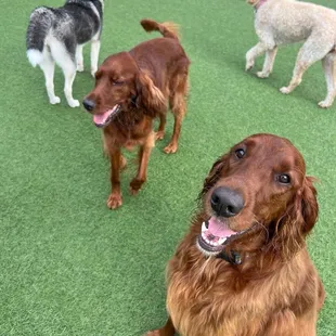 Murphy left and Magnus on the right.