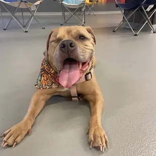 Sweet Maya after playtime with her friends