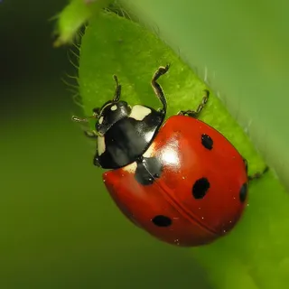 Ladybug R.