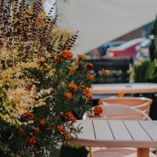 Aaron does a great job taking care of our outdoor plants!