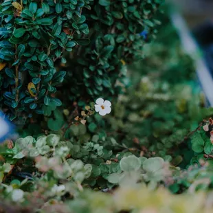 Beautiful landscaping on our patio