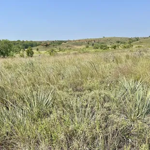 Prairie grass