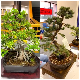 Bonsai trees at the festival today!
