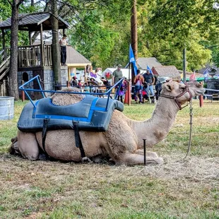 Camel rides