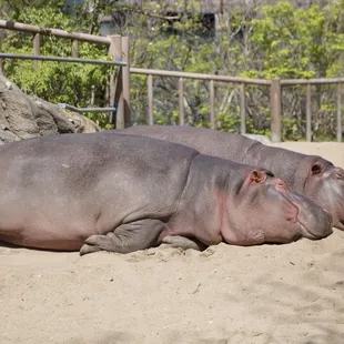 Hippos