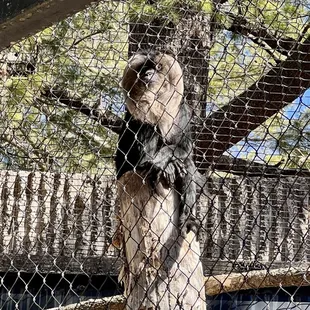 Lion-tailed macaque