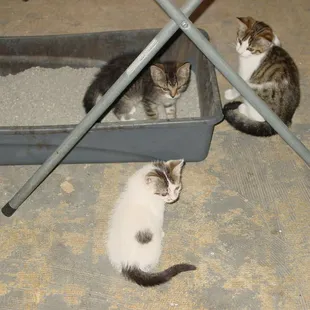 Kansas Humane Society