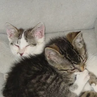 the 2 kittens KHS killed because I had no money