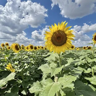 Sunflowers