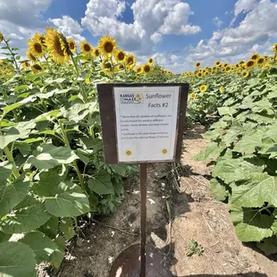 Sunflower facts