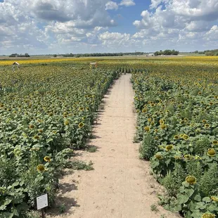 Sunflower field