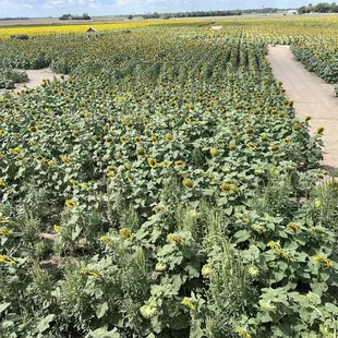 Sunflower fields
