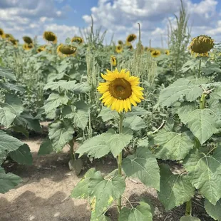 Sunflowers in the field