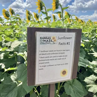 Sunflower facts