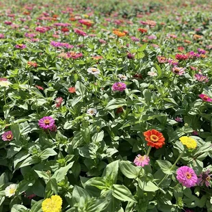 Zinnias