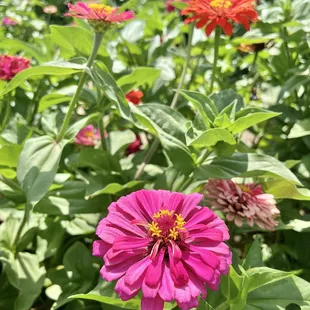 Zinnias