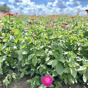 Zinnias
