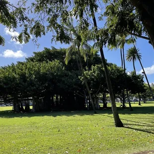 I really like this banyan tree... it has a great canopy for shade and its aerial roots are fun to climb.
