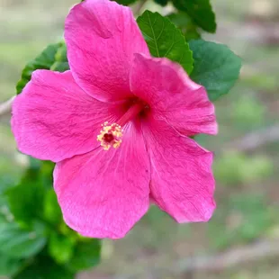 Pink baby Hibiscus  :)