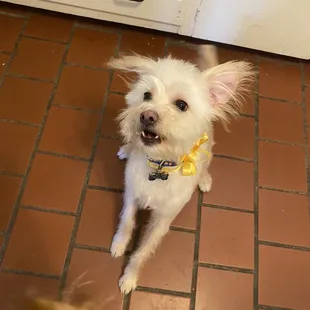 Biscuit looking handsome!
