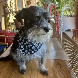 After my grooming