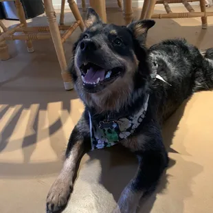 Our blue heeler, Russ, after!