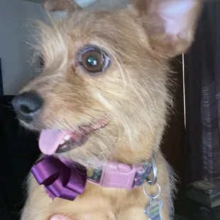 Tater Tot, she&apos;s a happy little pup