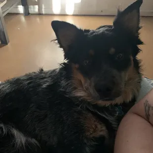 Our blue heeler, Russ, before
