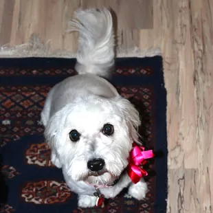 How cute is she?? They did a great job and we are very pleased and will be back!!!