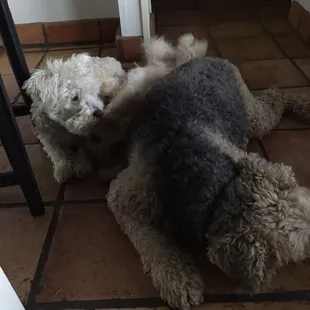 Our westipoo(?) and Airedale before