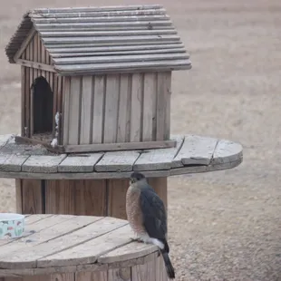 Baby hawk waiting to be fed!
