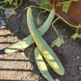 Armenia Cucumbers in backyard