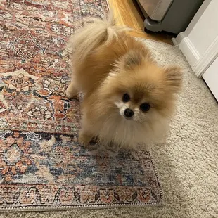 Brush, trim, and shampoo completed