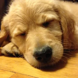Our puppy after his first grooming!